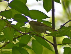 Phylloscopus trochiloides