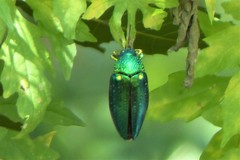 Sternocera aequisignata