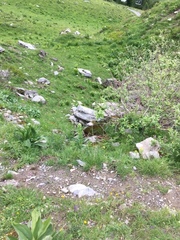 Marmota marmota