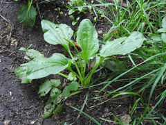 Plantago major