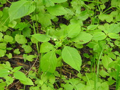 Impatiens parviflora