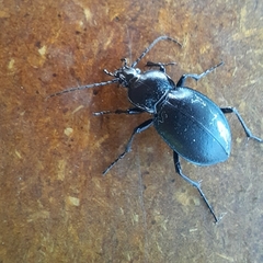 Carabus convexus