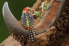 Trachyphonus erythrocephalus