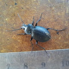 Carabus convexus