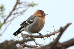 Melaniparus fringillinus