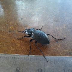 Carabus convexus