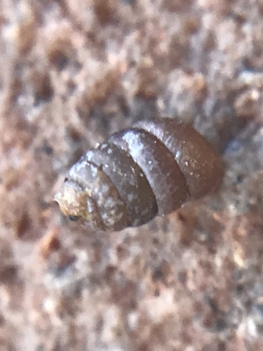 Pupillidae
