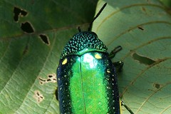Sternocera aequisignata