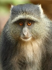 Cercopithecus mitis manyaraensis