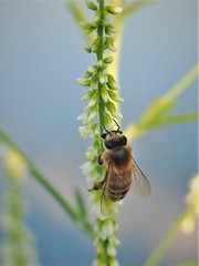 Apis mellifera