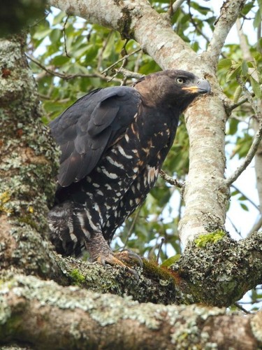 Crowned Eagle