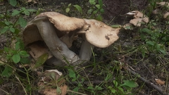 Fungi