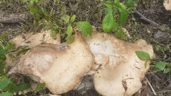 Fungi
