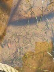 Potamogeton compressus