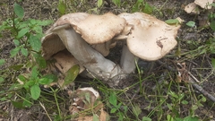 Fungi