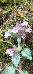 Clinopodium laxiflorum