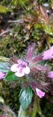 Clinopodium laxiflorum