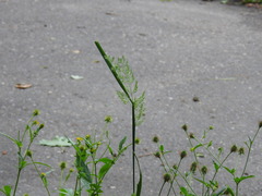 Calamagrostis epigejos