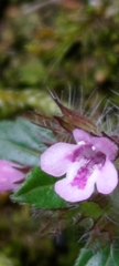 Clinopodium laxiflorum