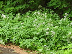 Aegopodium podagraria