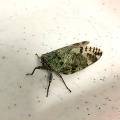 Platypleura kaempferi