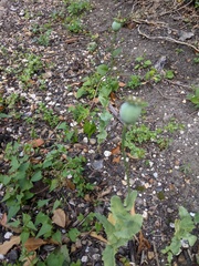 Papaver somniferum
