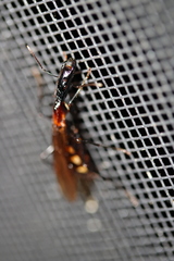 Camponotus mirabilis