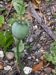 Papaver somniferum