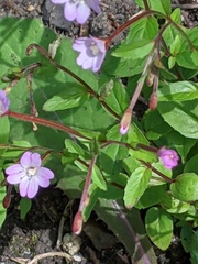 Epilobium montanum