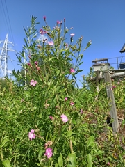 Epilobium hirsutum
