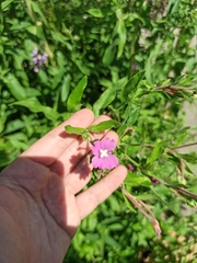 Epilobium hirsutum