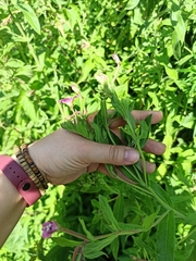 Epilobium hirsutum
