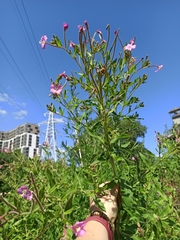 Epilobium hirsutum