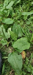 Plantago major
