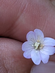 Epilobium montanum