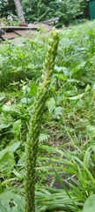 Plantago major