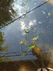 Sagittaria sagittifolia