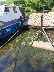 Sagittaria sagittifolia