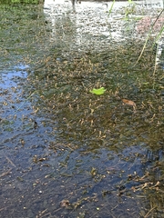 Potamogeton perfoliatus