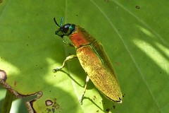 Philocteanus
