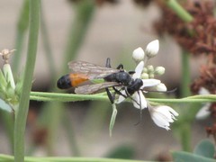 Isodontia splendidula