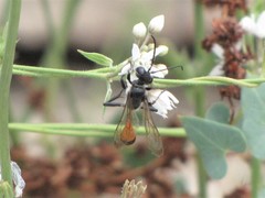 Isodontia splendidula