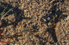 Lepidium phlebopetalum