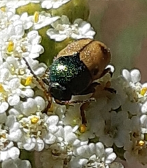 Cryptocephalus laetus