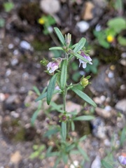 Chaenorhinum minus