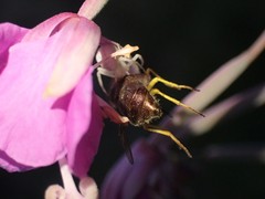 Eulonchus sapphirinus