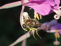 Eulonchus sapphirinus