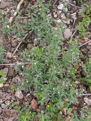 Chaenorhinum minus