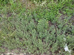 Chaenorhinum minus
