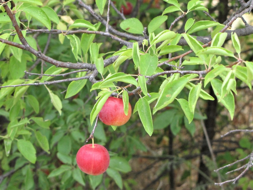 Old World Plums